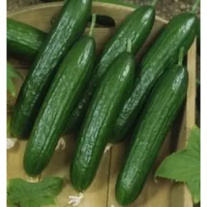 Терминатор F1 