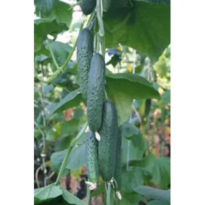 Барселона F1 