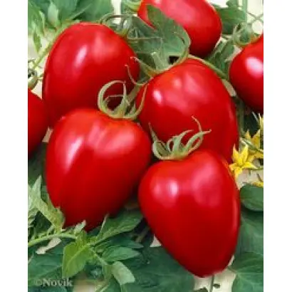 Модератто F1 