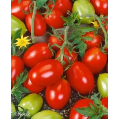 Консерватто F1 