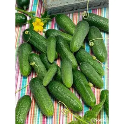 Гармонист F1 