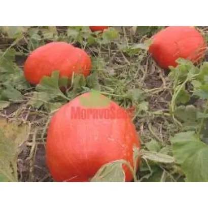 ВЕЛИКОПЛІДНИЙ АТЛАНТ