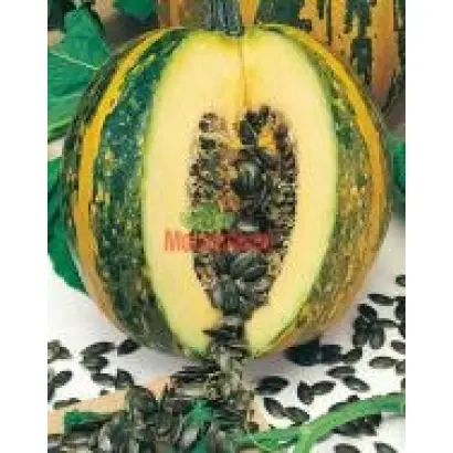 ОЛІЙНИЙ ОЛЬГА