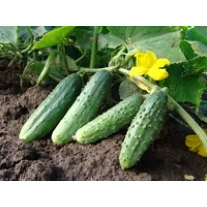 ДЕЗДЕМОНА F1