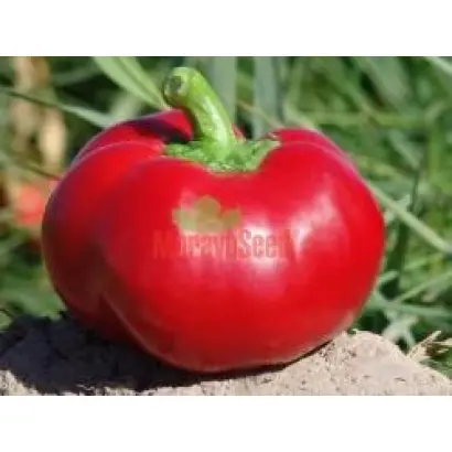 АЛЕКСАНДЕР