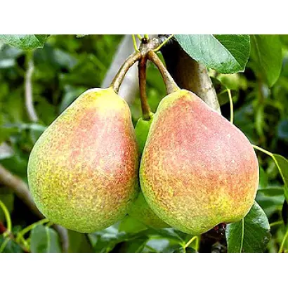 Любимеца Клаппа 