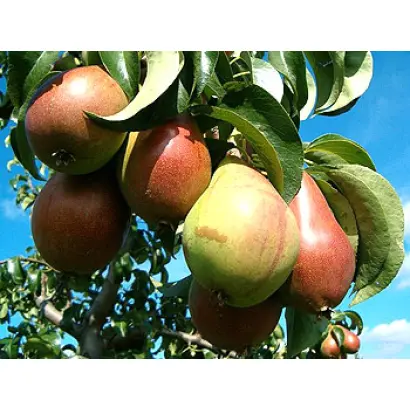 Старкримсон