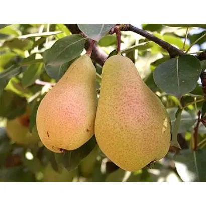 Конференция