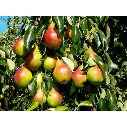 Генерал Кирпонос 