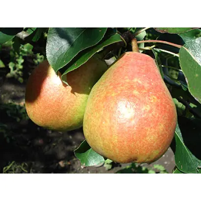 Николай Крюгер 