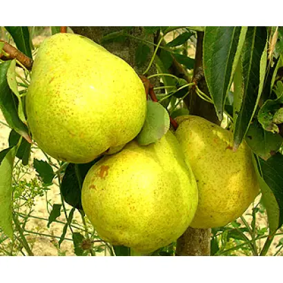 Золотоворотская 