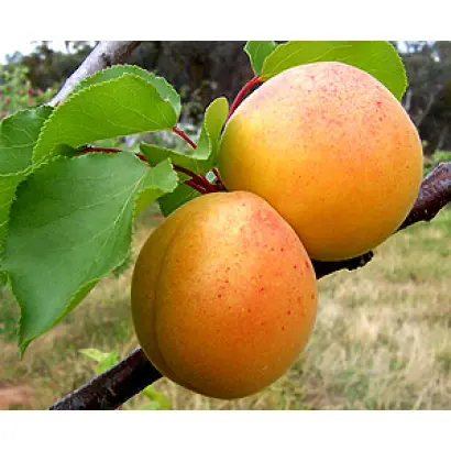 Киевский красень 