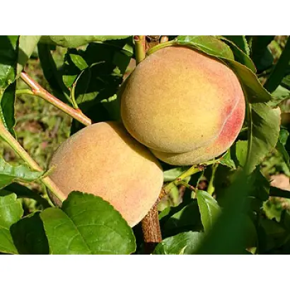 Киевский Ранний 