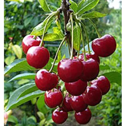 Шпанка Крупноплодная 