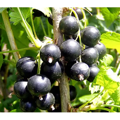 Черешневая 