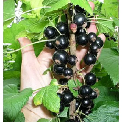 Юбилейная Копаня 