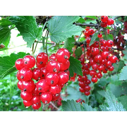 Джонкер Ван Тетс 