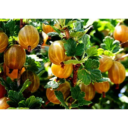 Золотистый 