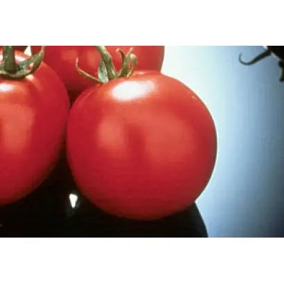 Шаста F1 / Shasta F1