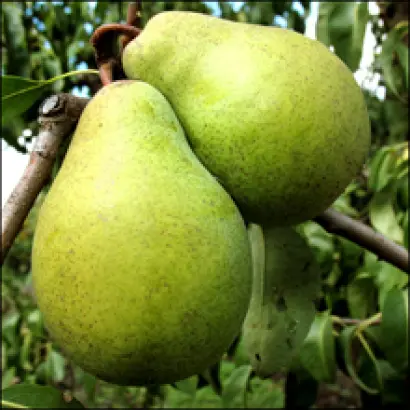 Городищенская