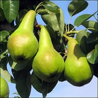 Зимняя Млиевская