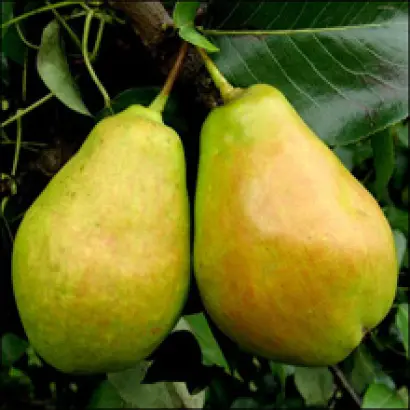 Корсунская	