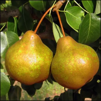 Платоновская	