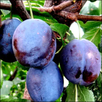 Сентябрьская