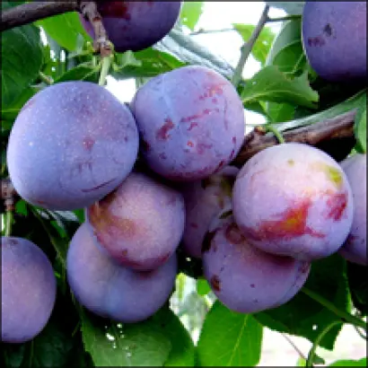 Оригинальная