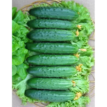 Эстафета  F1 