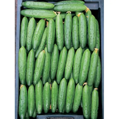 Каравелла  F1 