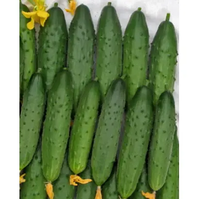 Северное сияние F1 