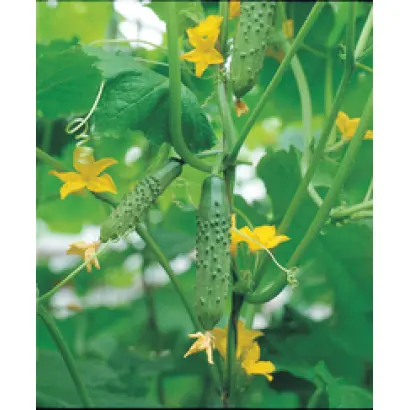 Гладиатор F1 