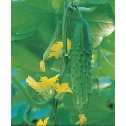 Горностай F1