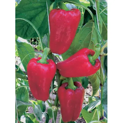 Негоциант F1 