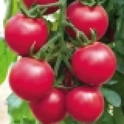 Форте Розе F1