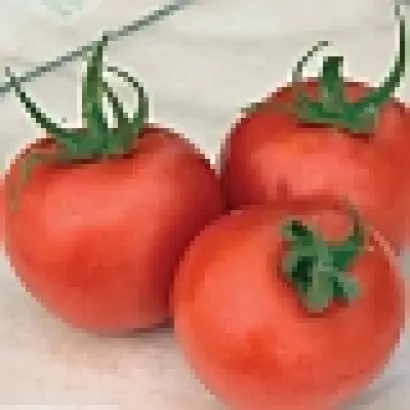 Форте Мальтезе F1