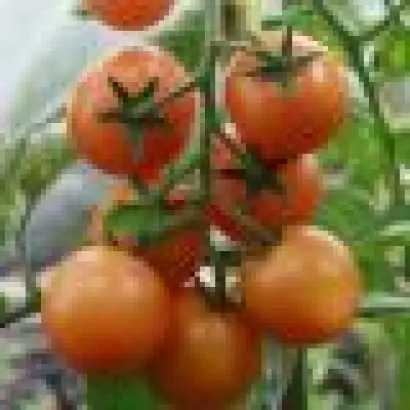 Форте Оранж F1