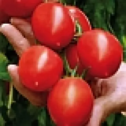 Гроздевой F1