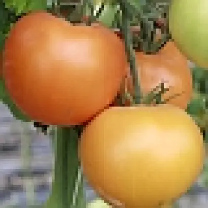 Оранжевый Бой F1