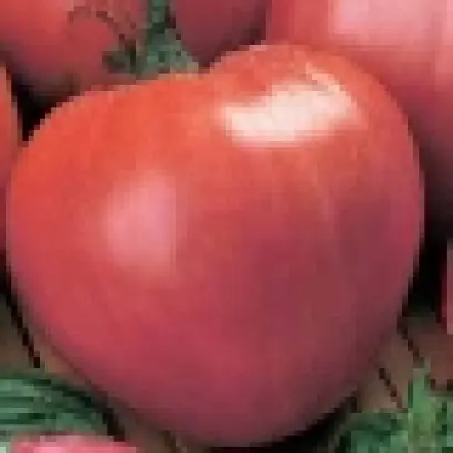 Розовый Спам F1