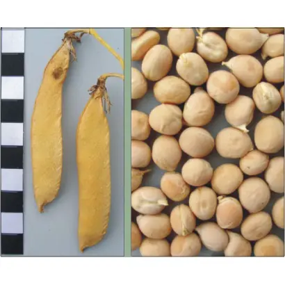 ХАРЬКОВСКИЙ ЭТАЛОННЫЙ