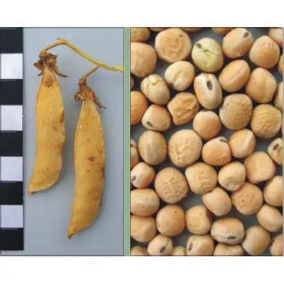 ЕФЕКТНИЙ / ЭФФЕКТНЫЙ