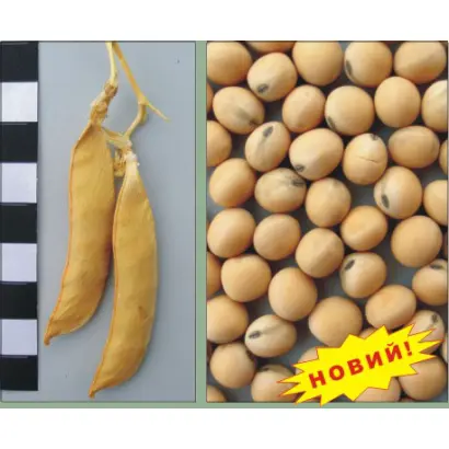 ДЕВІЗ / ДЕВИЗ