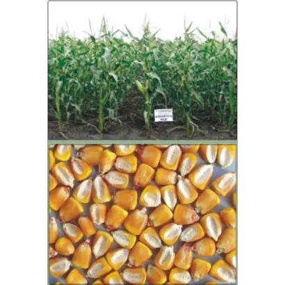 ХАРКІВСЬКИЙ 195 МВ / ХАРЬКОВСКИЙ 195 МВ