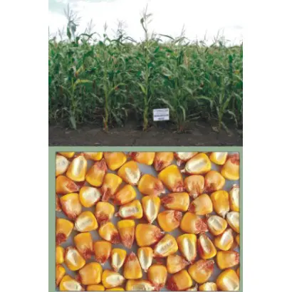 Харківський 250 МВ / Харьковский 250 МВ