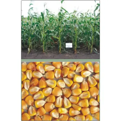 Харківський 291 МВ / Харьковский 291 МВ