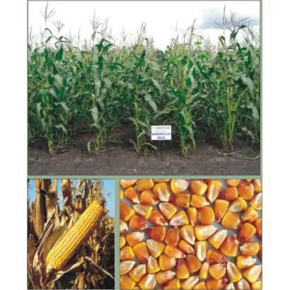 Харківський 311 МВ / Харьковский 311 МВ