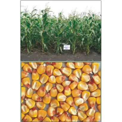 Харківський 329 МВ / Харьковский 329 МВ