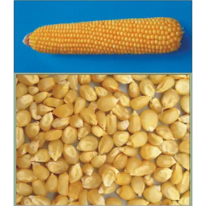 ЕРЛІКОН / ЭРЛИКОН